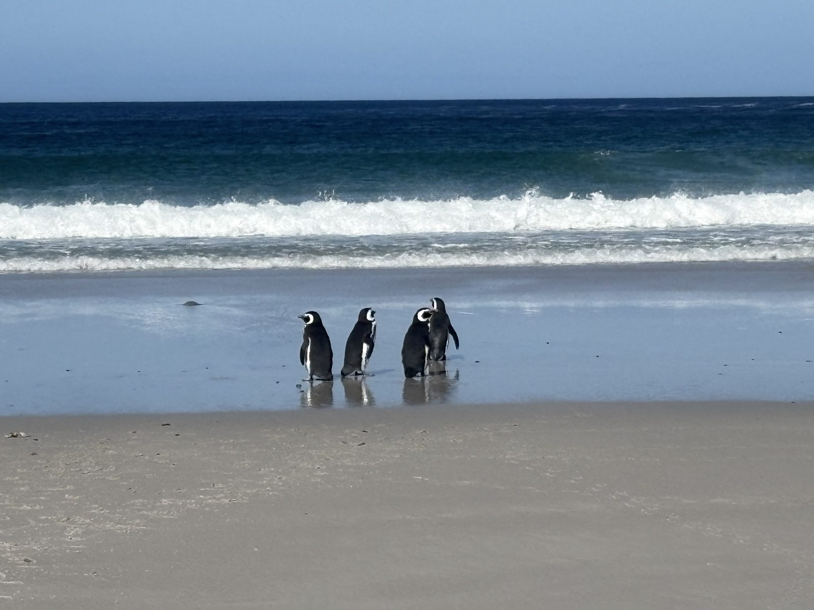 Four Magellanic penguins standing on wet sand in front of breaking waves, East Falkland