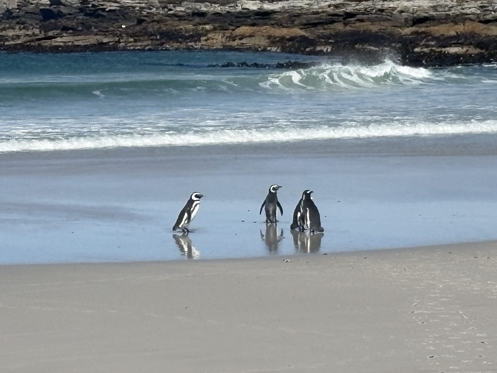 Three Magellanic penguins on wet sand at the edge of the surf, East Falkland