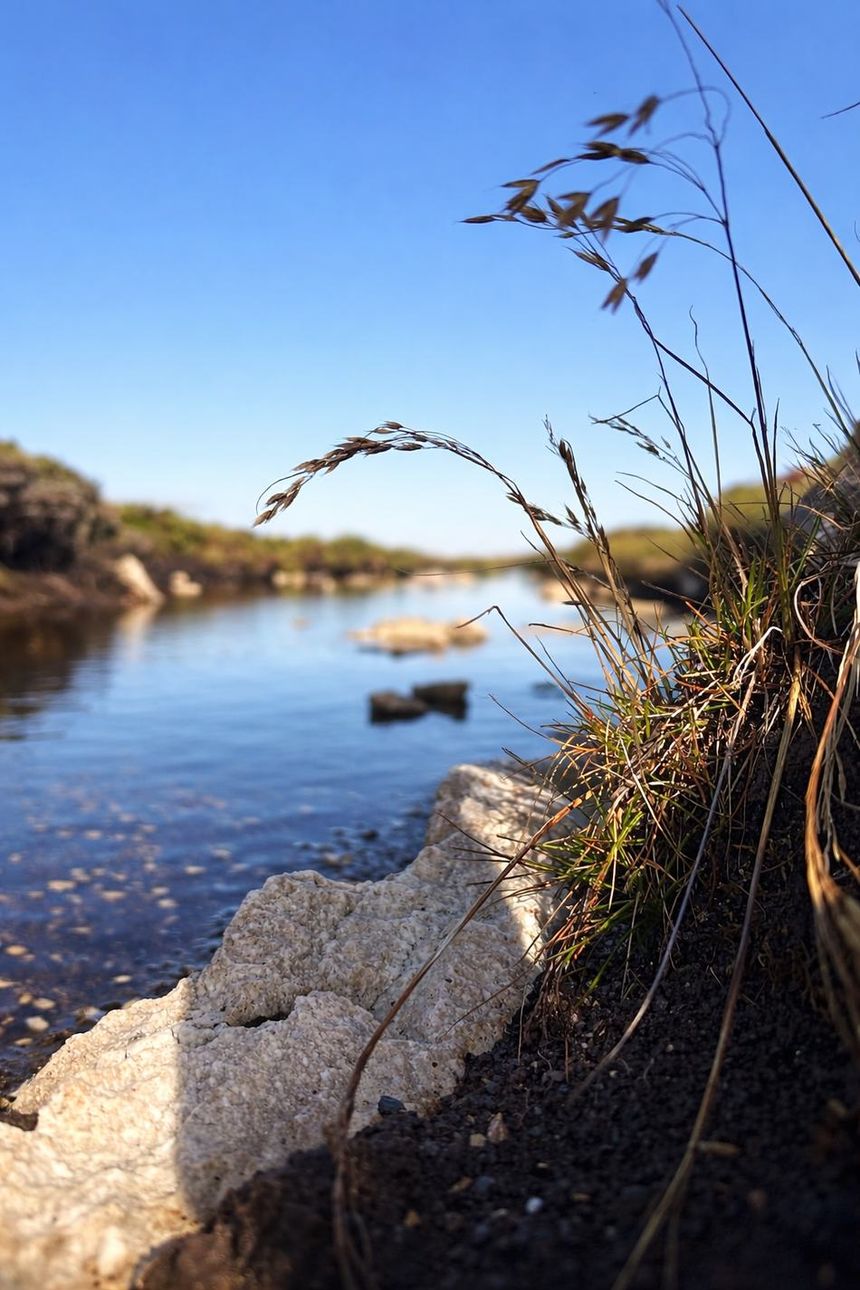 A shallow creek running through peat and tussac grass on Stanley Common, Falkland Islands